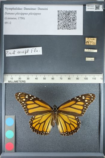 Media type: image;   Entomology 164970